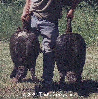 TurtleCrazy.com - Gene with two 45lb+ turtles 